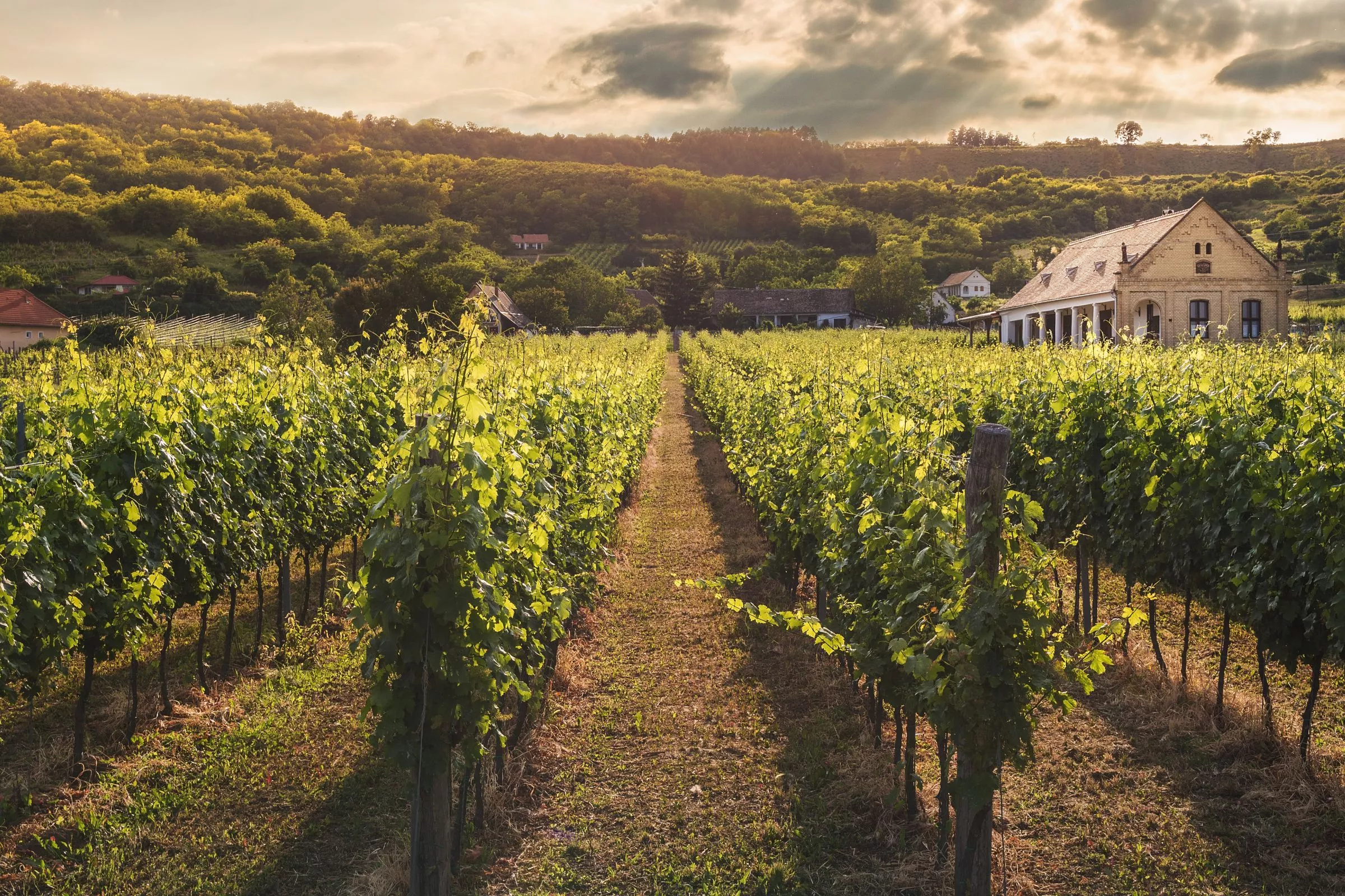 Covigneron, adoptez une vigne