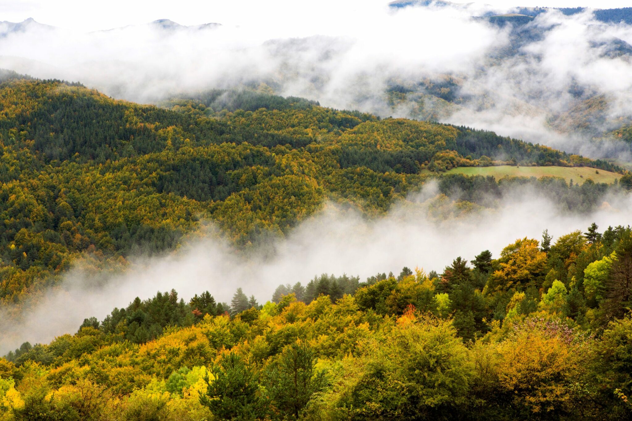 Palmarès des 5 plus belles forêts de France