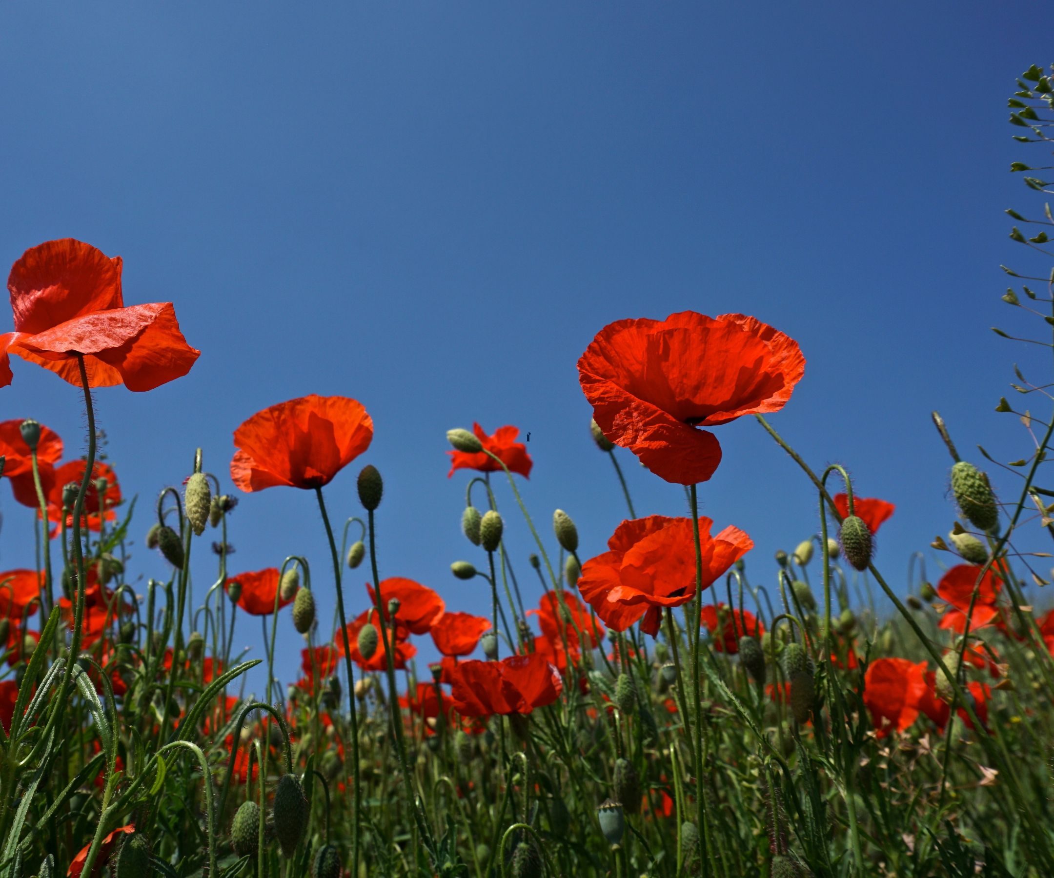 Plantes du jardin comestibles