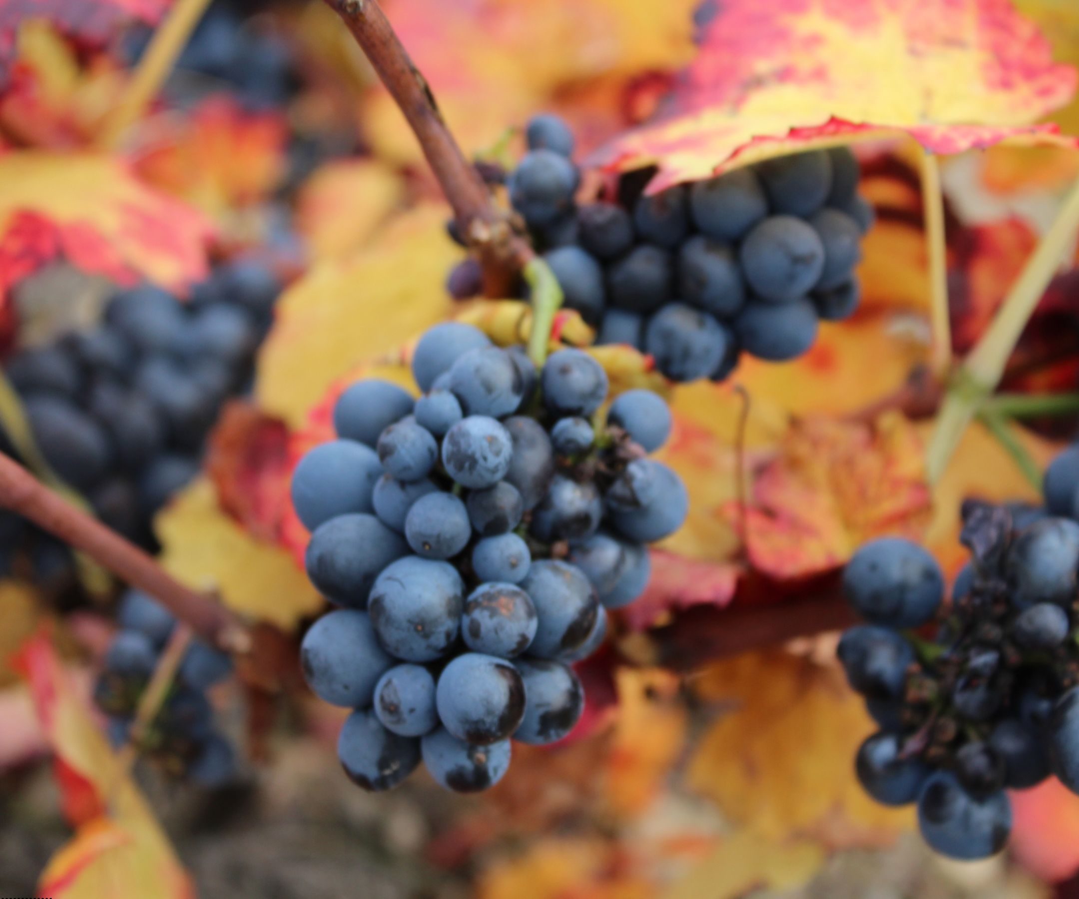 pourquoi Beaujolais Nouveau célèbre