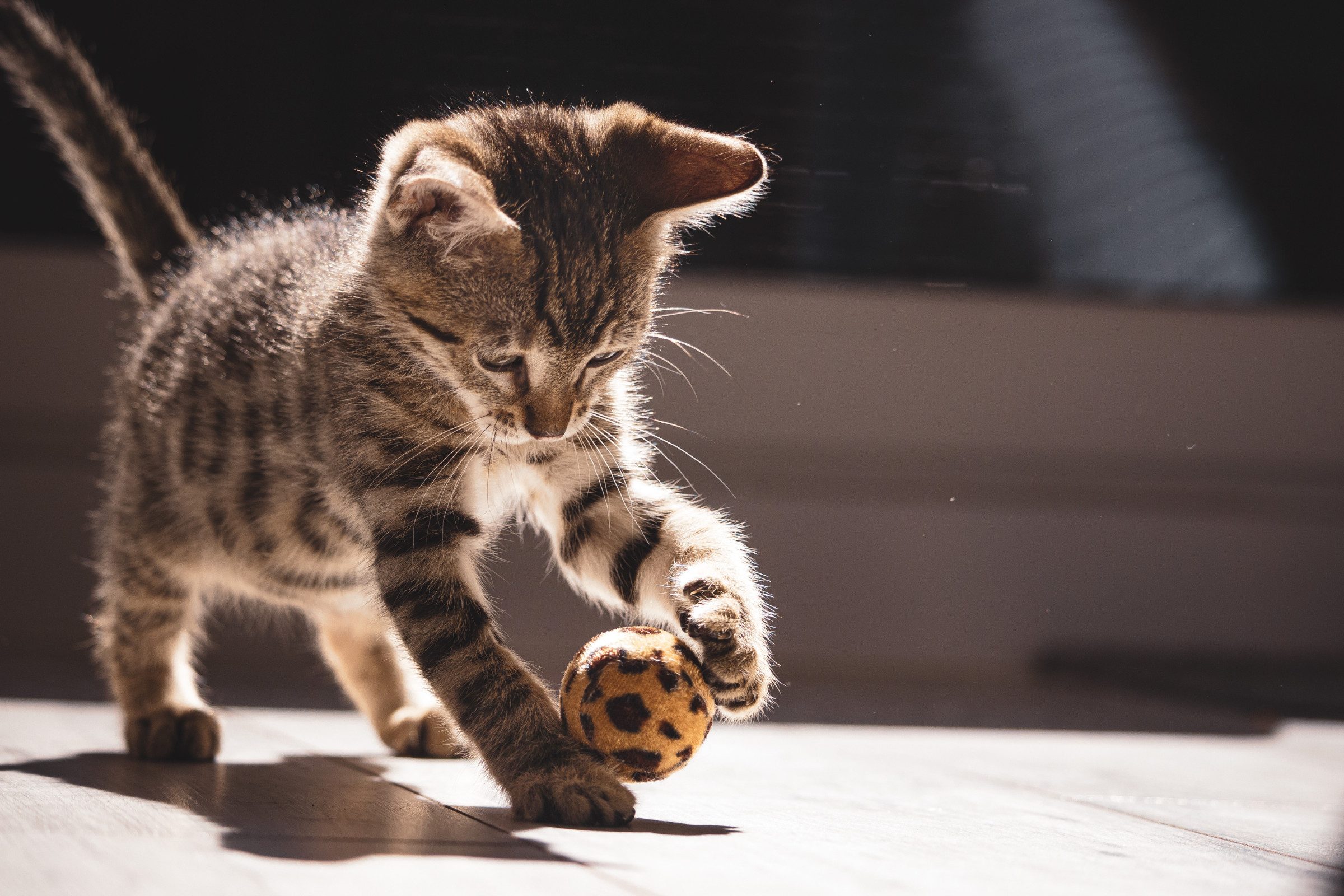 conseils pour adapter son intérieur pour l'arrivée d'un chat