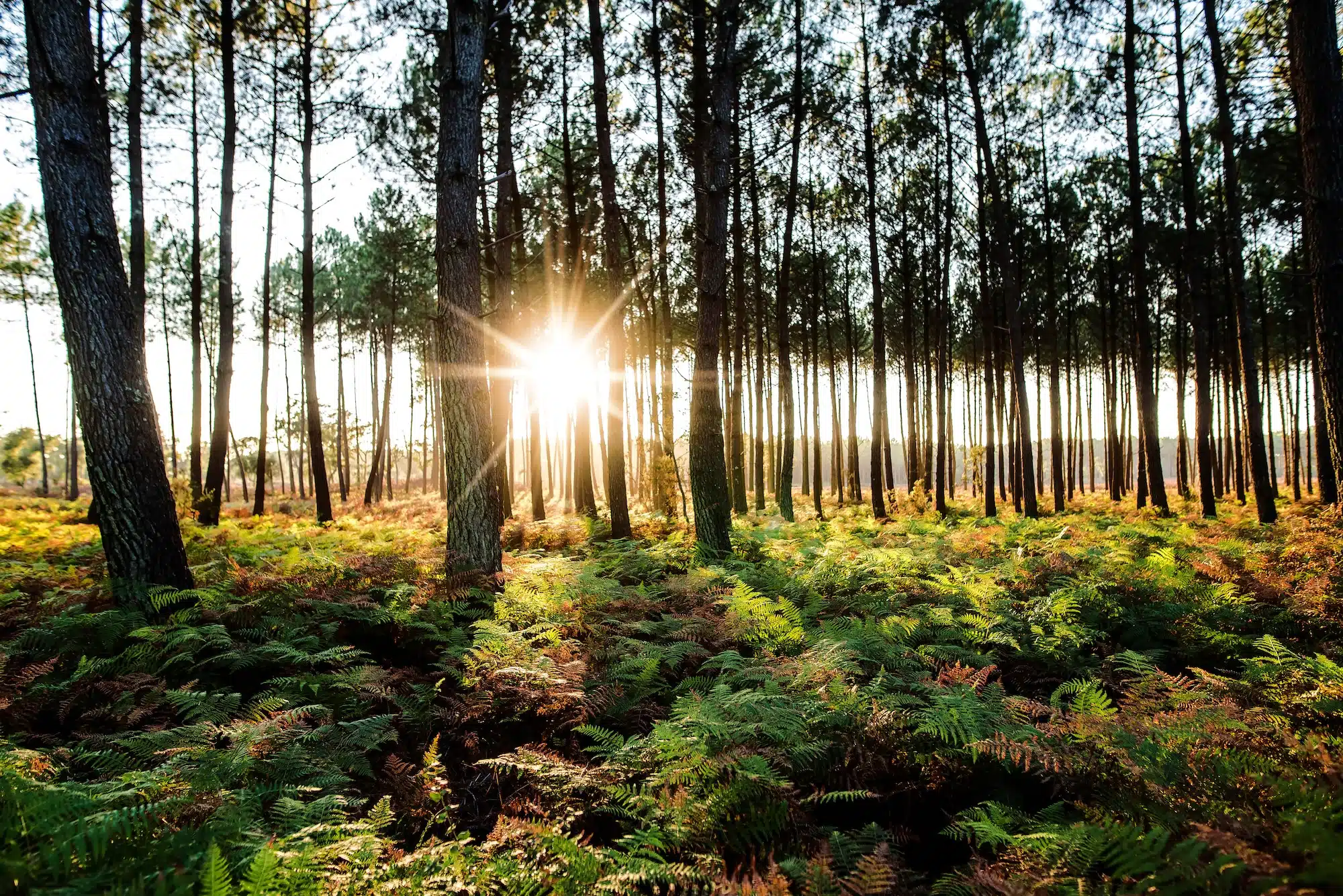 Balade dans la forêt des Landes