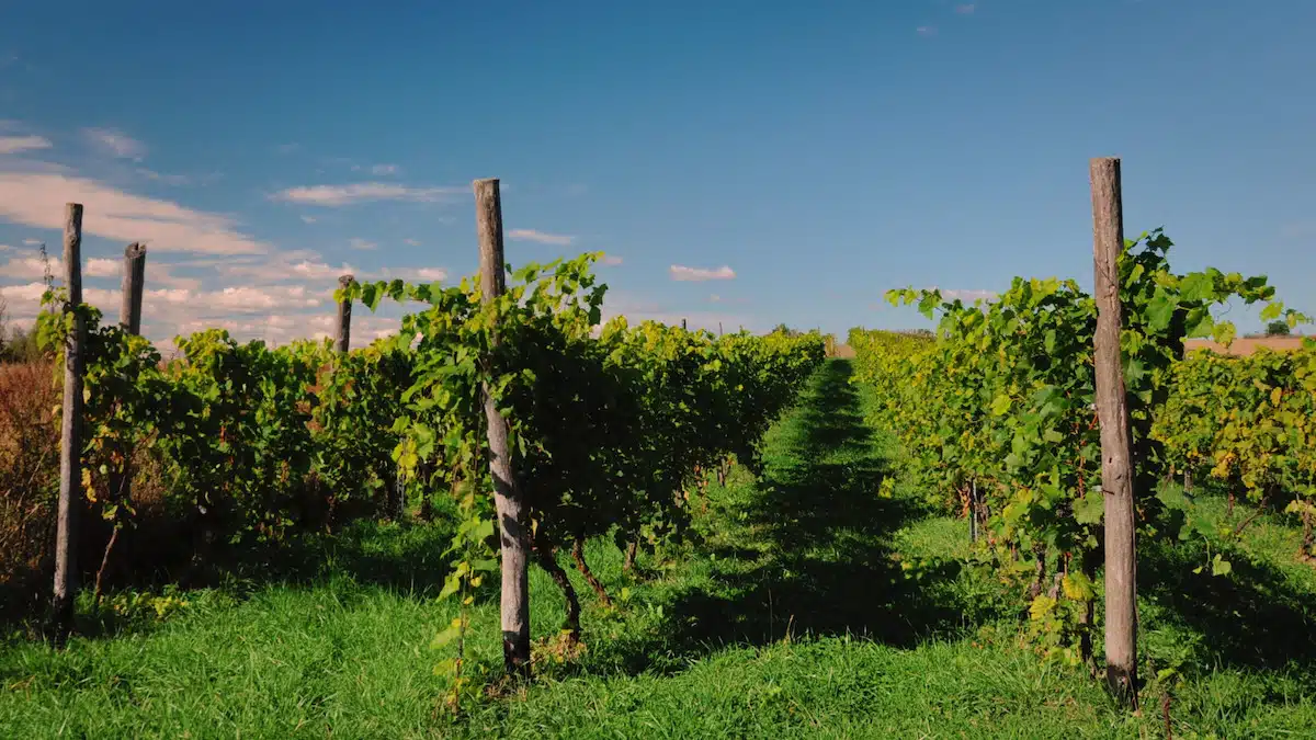 Le Fitou Tour est de retour pour faire trinquer Toulouse !