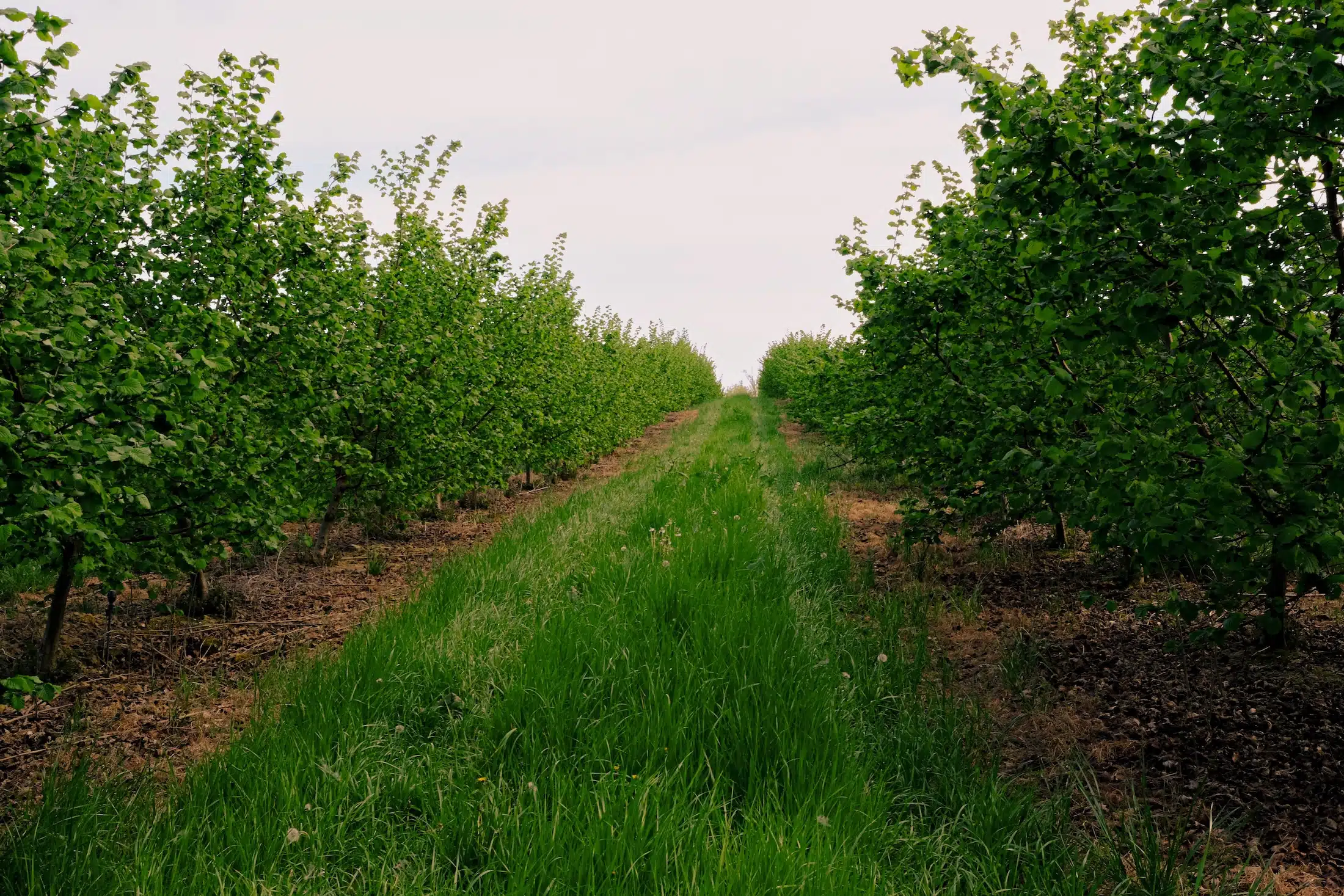 Les Vergers Daguzan, Fruits du Gers