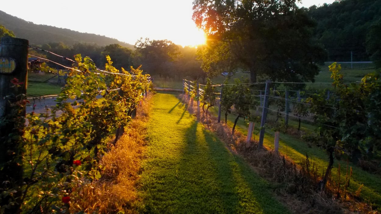 Vins de Fronton et Fourme d'Ambert : une alliance gourmande entre deux AOP