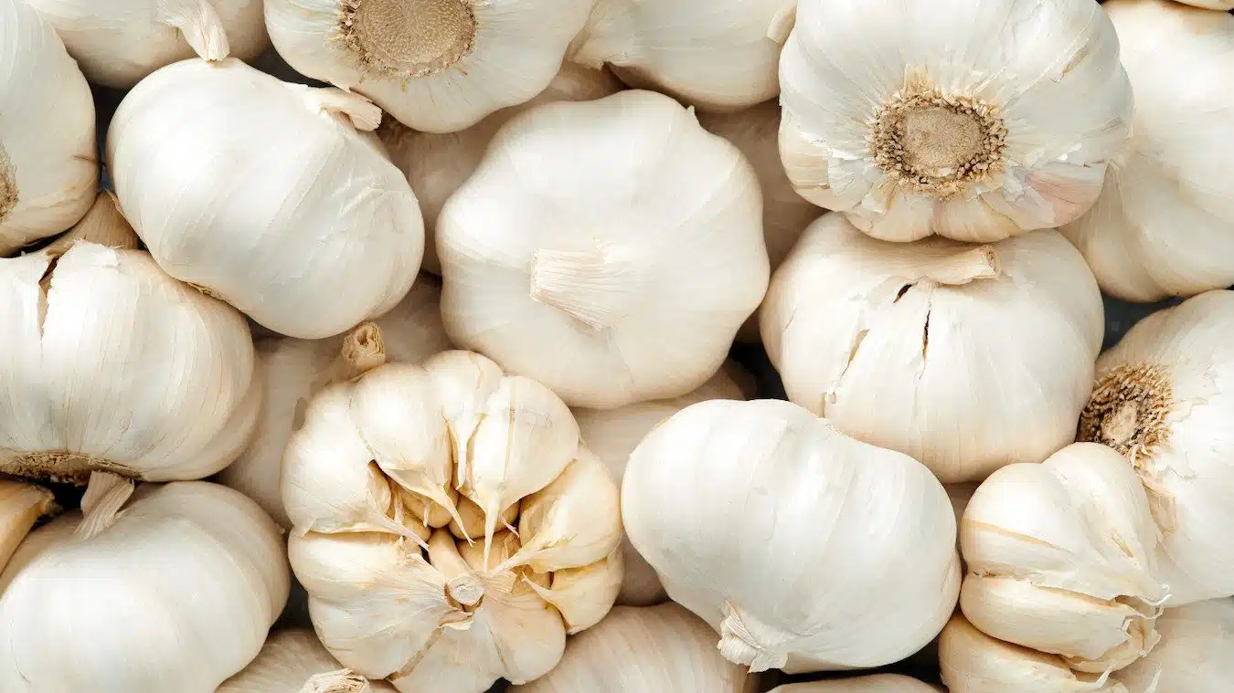 L'histoire de l'ail de Lomagne, véritable or blanc