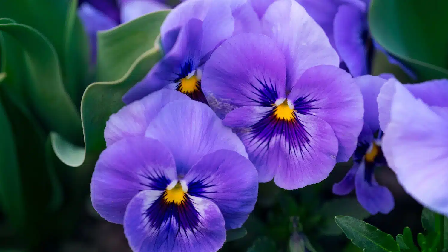 Pourquoi la violette est-elle le symbole de Toulouse ?