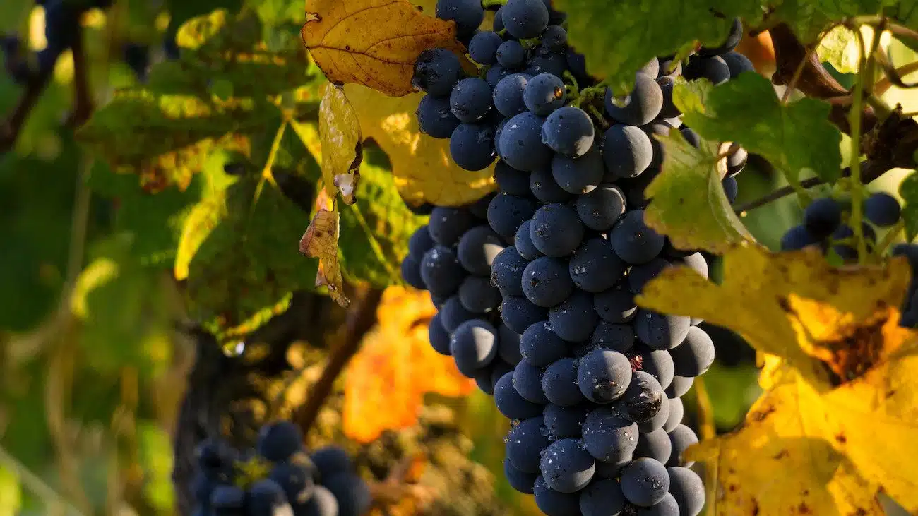 Comprendre l'AOP Minervois