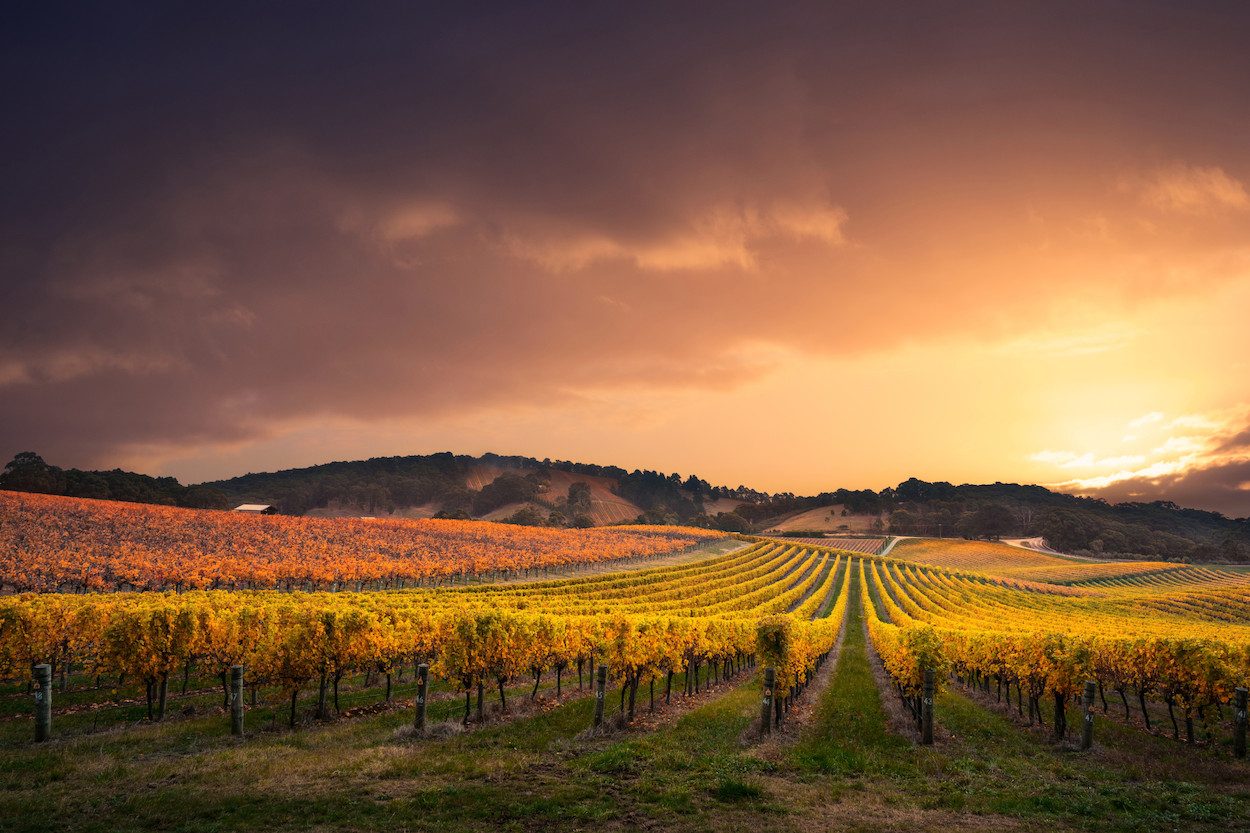 Les vins du Gers : portrait d’un vignoble singulier